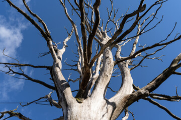 Fototapeta na wymiar Withered tree on a background of blue sky