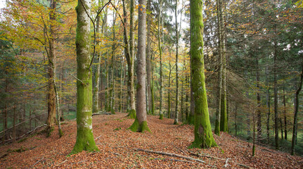 Obraz premium foliage inside an Italian forest at fall