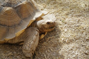 Schildkröte