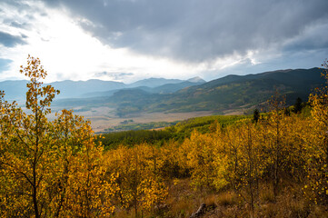 Aspen leaves in fall