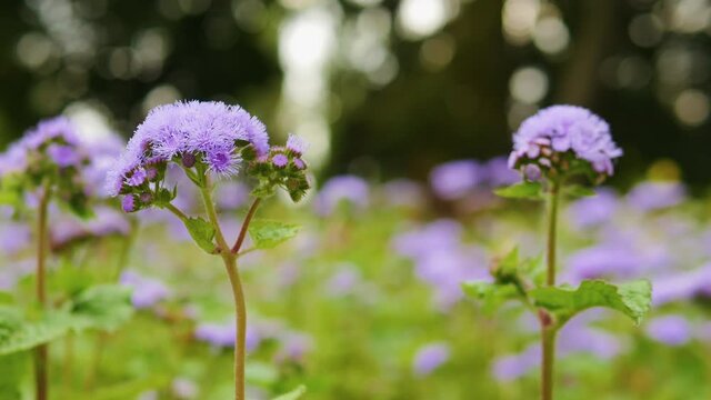 The lilac forest flower sways in the wind. Flower on a green bokeh background