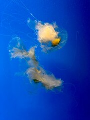 Jellyfish Swimming in the Calm Water