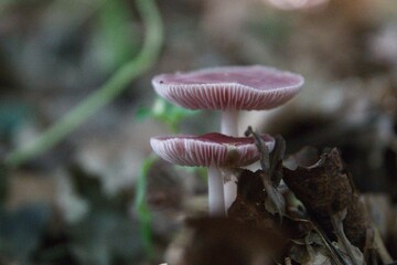 Pilze im herbstlichen Wald