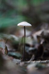Pilze im herbstlichen Wald