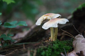Pilze im herbstlichen Wald