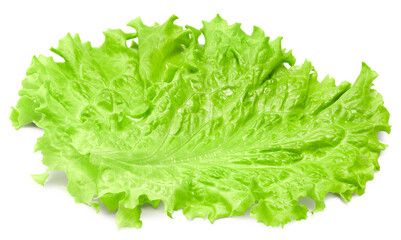 Salad leaf. One green lettuce isolated on white background. clipping path © Tatiana