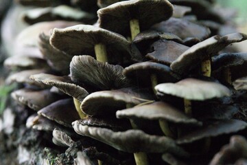 Pilze im herbstlichen Wald