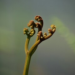 Ferns and fruits 
