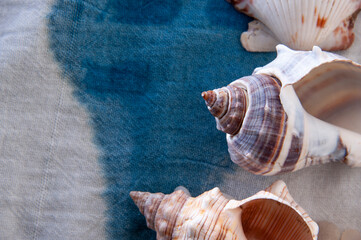 Seashells on an indigo towel. 