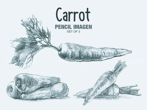 Carrot