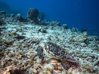 Naklejka na ściany i meble Seascape with Hawksbill Sea Turtle in the turquoise water of coral reef of Caribbean Sea, Curacao