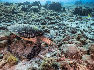 Seascape with Hawksbill Sea Turtle in the turquoise water of coral reef of Caribbean Sea, Curacao