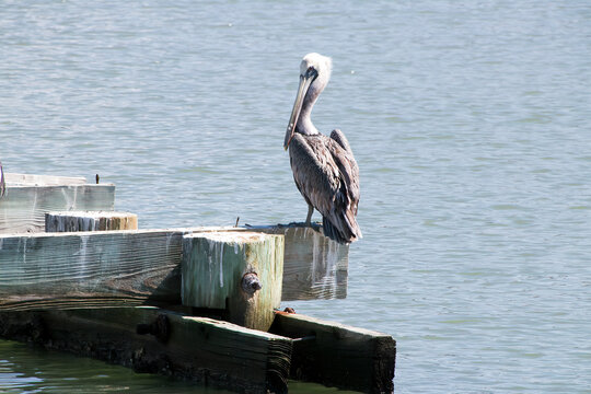 pelicans on the pier