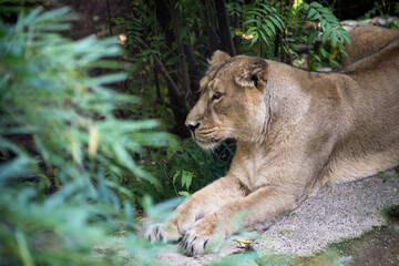 Naklejka na ściany i meble Portrait of wild female lion lying in a zoologic park