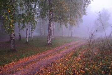 Morning with birches in Russia in autumn in the fog