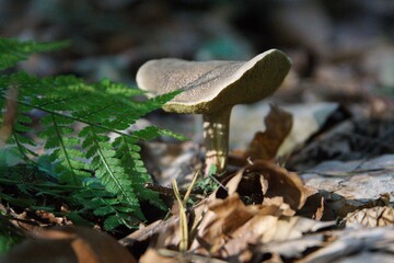 Pilze im herbstlichen Wald