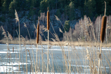 reeds in the lake, Ice on lake, Østensjøvannet, Oslo, Norway