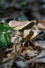 Pilze im herbstlichen Wald