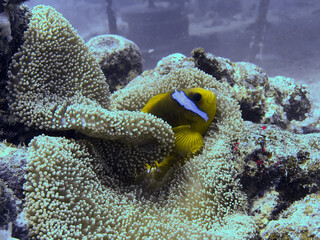 coral reef with fish