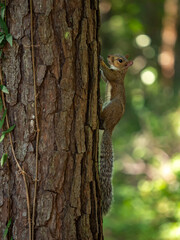 squirrel climbing a tree