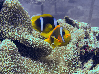 Fototapeta na wymiar anemone fish in the sea anemone