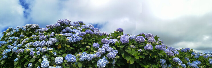 Detail of typical landscape in the Azores archipelago, Portugal