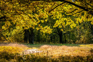 Sunny autumn day. Autumn Park. Orange foliage of trees and park paths. Natural autumn landscape