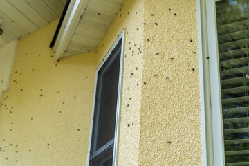 Box Elder bugs swarm and infest the siding of a house in the fall