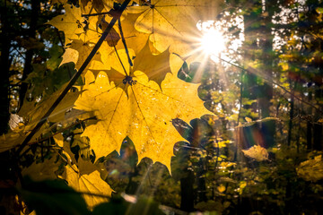 Sunny autumn day in the forest. Beautiful maple leaves on tree in park. Maple leaves close up