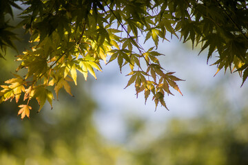 closeup of sunlight on japanese maple leaves in the japanese garden