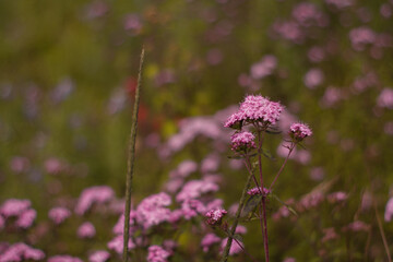 fondo de pantalla flores - flores lilas - flores largas - flores pequeñas - ramo de flores - ramillete floral - floración