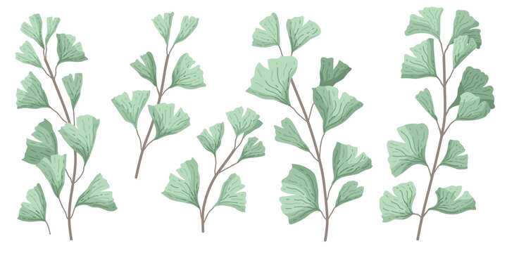 Ginkgo biloba known as the ginko or gingko leaves and seeds on branches isolated illustration. Ginkgo plant herbal alternative medical care anti-oxidant leaves in watercolor style. 