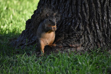 Squirrel eating peanuts