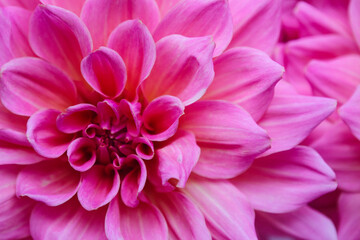 pink dahlia flower