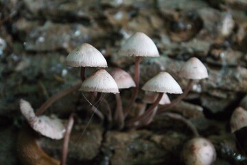 Pilze im herbstlichen Wald