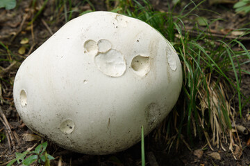 Large 11 inch diameter white giant puffball Calvatia Gigantea growing on forest floor in the Fall