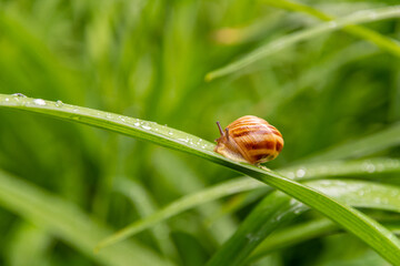 snail on a leaf