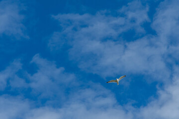 seagull on blue sky