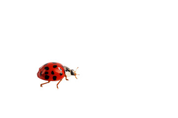 insect with a red shell, ladybug isolate on a white background