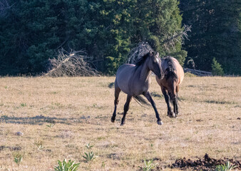 Bay and Grullo Wild Horse Mustang Stallions chasing each other while fighting in the Pryor Mountain...