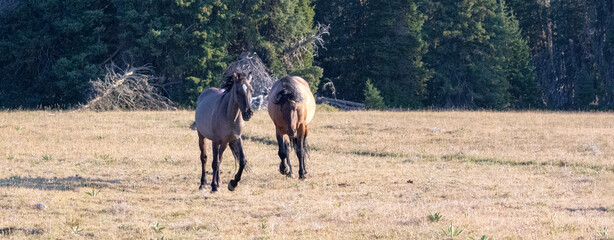 Bay and Grullo Wild Horse Feral Stallions chasing each other while fighting in the Pryor Mountains...