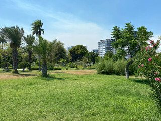 New beautiful modern park with green plants, tropical trees and bushes. Resting place in the city