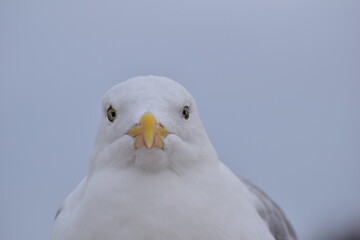 Portrait of a seagull sitting at the beach