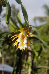DRAGON FRUIT PLANT FLOWER IN ORGANIC PLANTATION WITH UNFOCUSED BACKGROUND AND SPACE FOR TEXT