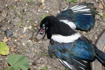 A dead Magpie bird (Pica pica)in a garden