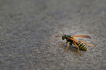 Wasp is sitting on grey stone natural background, copy space. Wild life and insects
