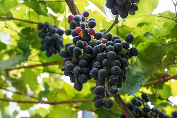 Spoiled and damaged bunches of grapes hanging on brunches. Problem on vinery with growing of grapes