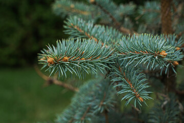 Close up image of pine tree brunch with young green sprouts, growing of trees.