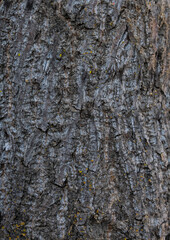Tree bark