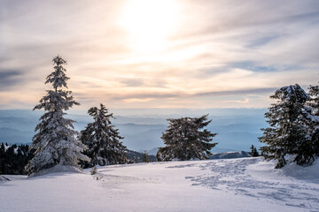 Frosty branches of pine and fir trees against the backdrop of mountains. Frosty winter day. Christmas tree. Kopaonik National Park, coniferous forest covered with snow. Spruce after snowfall